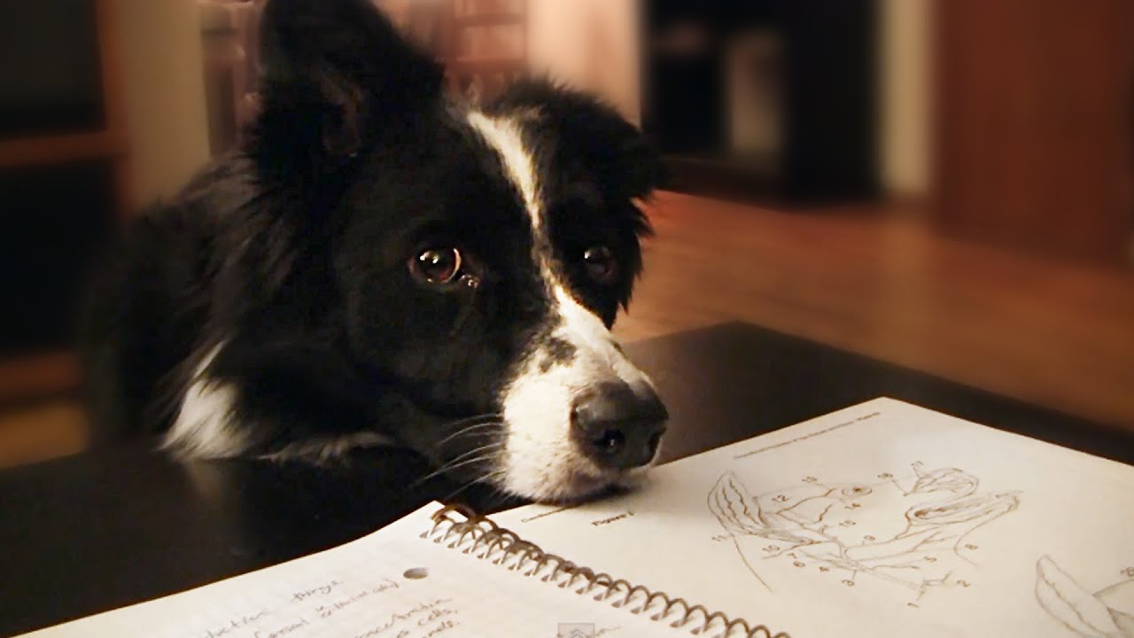 Life as a College Dog