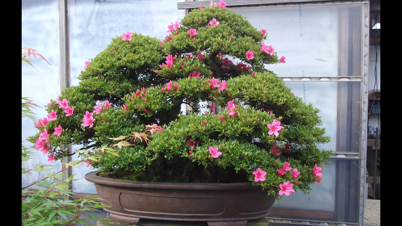 Azaleas - Rhododendron Indicum - Satsuki
