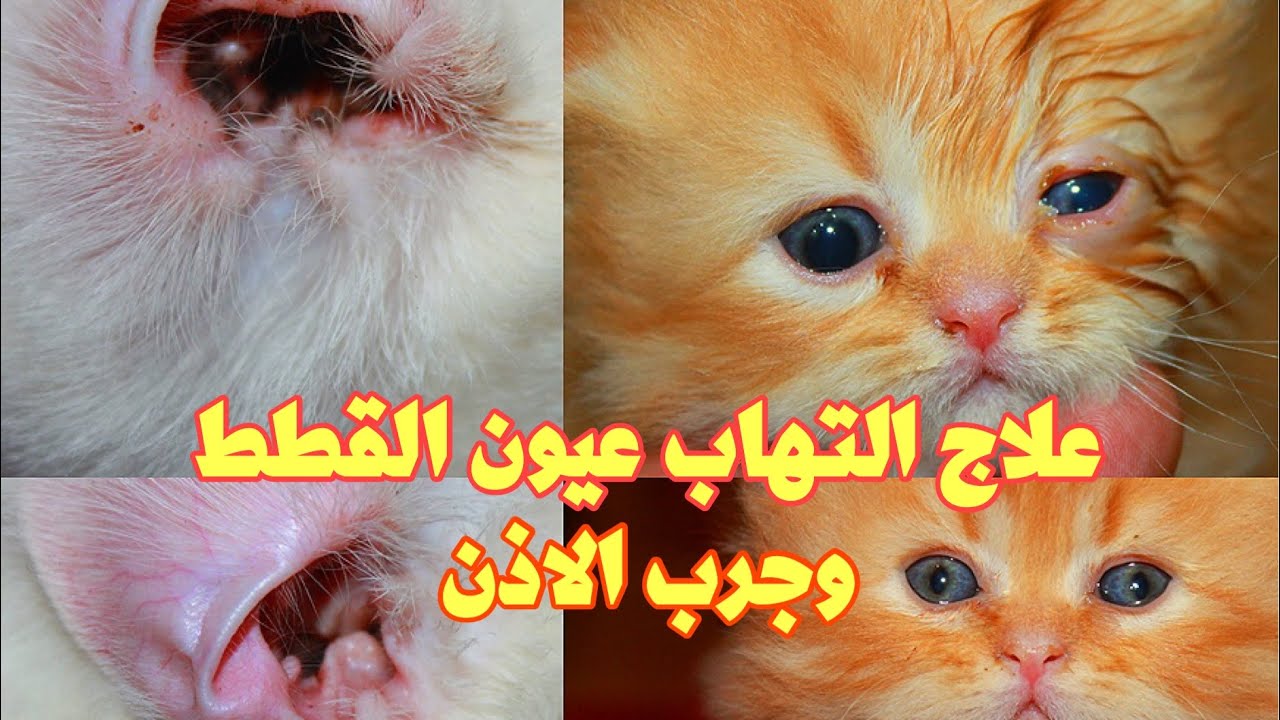 علاج التهاب عيون القطط ، علاج جرب الاذن للقطط