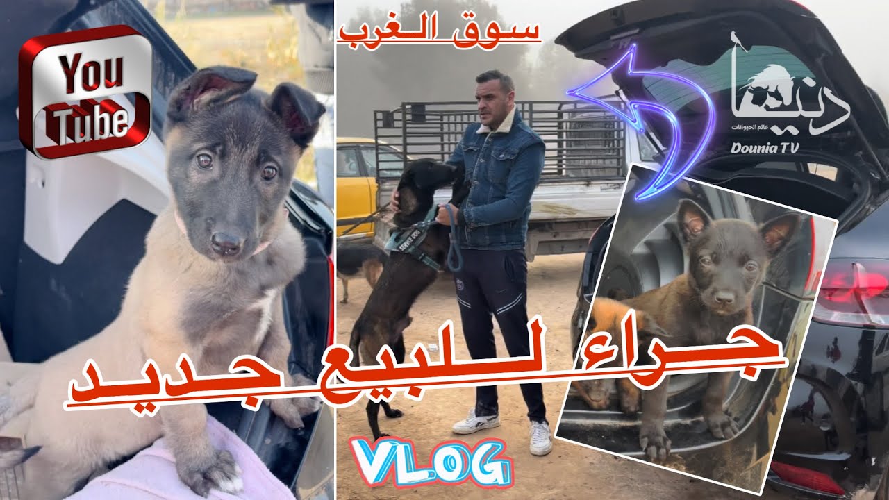 سوق سيدي بلعباس للكلاب 2023 يرحب بكم / أجمل العروض من غرب الجزائر 🇩🇿