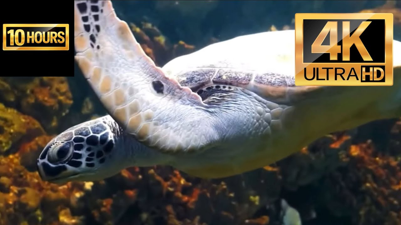 Underwater in 4K 🌊 Calming Ocean Ambience with Soothing Water Sounds for Deep Relaxation & Sleep