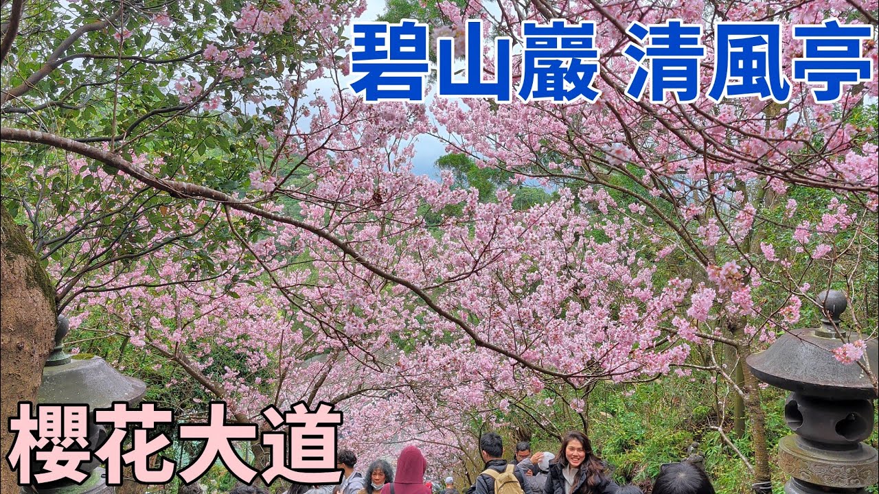 碧山巖櫻花盛開