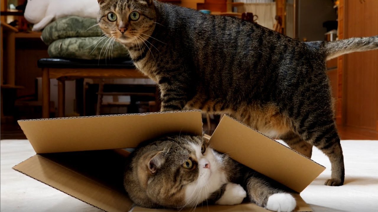 箱とまるとはな６。-Box and Maru&Hana 6.-