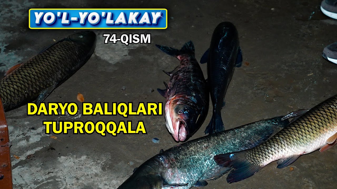 YO’L YO’LAKAY 74-qism.  DARYO BALIQLARI. TUPROQQALADA. ALIBOBO