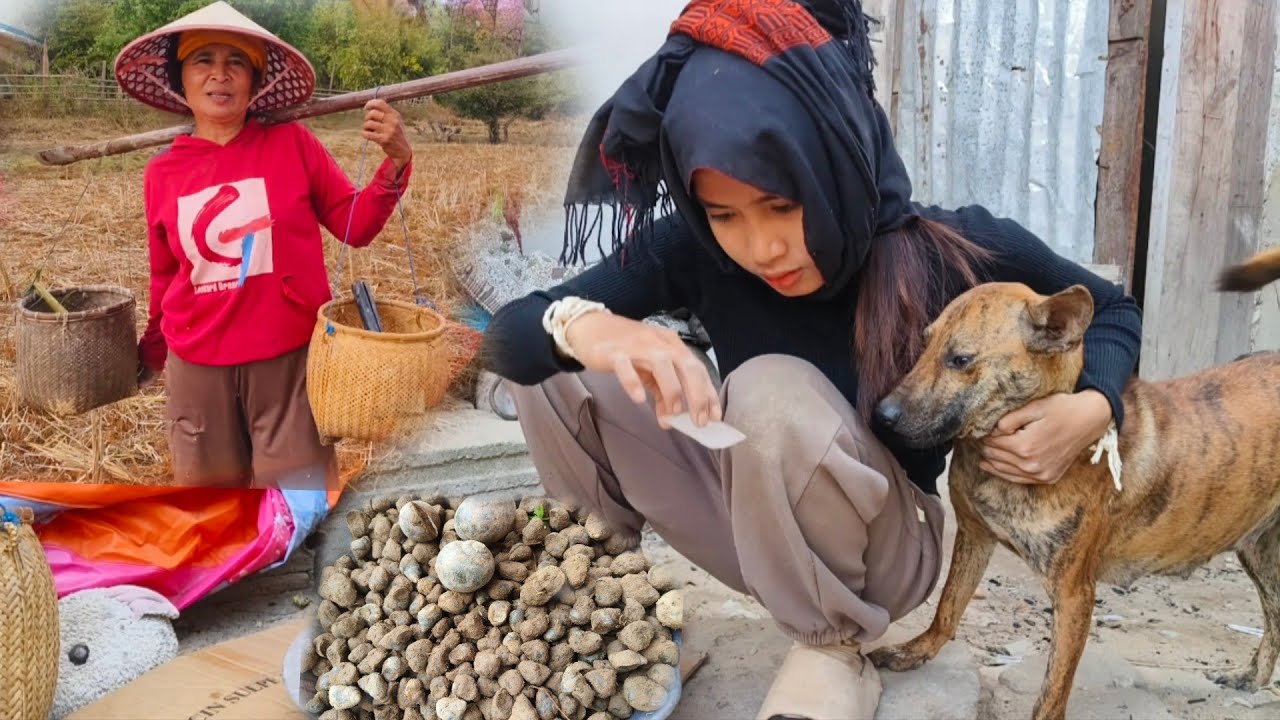ລົມຫນາວຄັກແມ່ຊວນອອກຂົວຫອຍໄດ້ຫລາຍໆ🐚ลมหนาวคักแม่ชวนออกขัวหอยหมานๆ🐚#บุญมาสาวภูไท #สาวชนบท