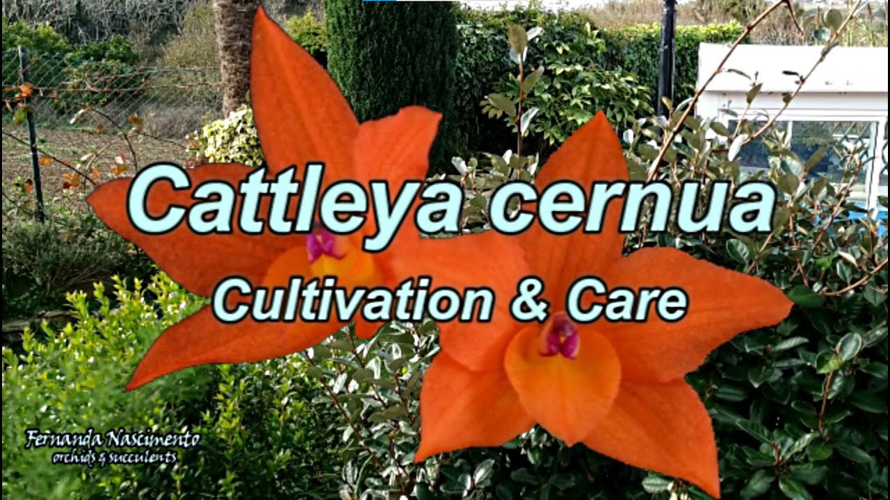 Cattleya cernua (Sophronitis) #CareCollab // LEGENDAS em PORTUGUÊS