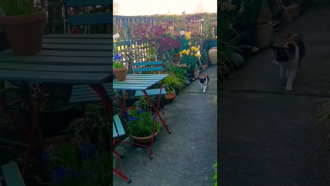 Loving garden pots April 😊🌷🌷🌿 #Shorts #Gardening #OurCourtyard #smallgardenideas