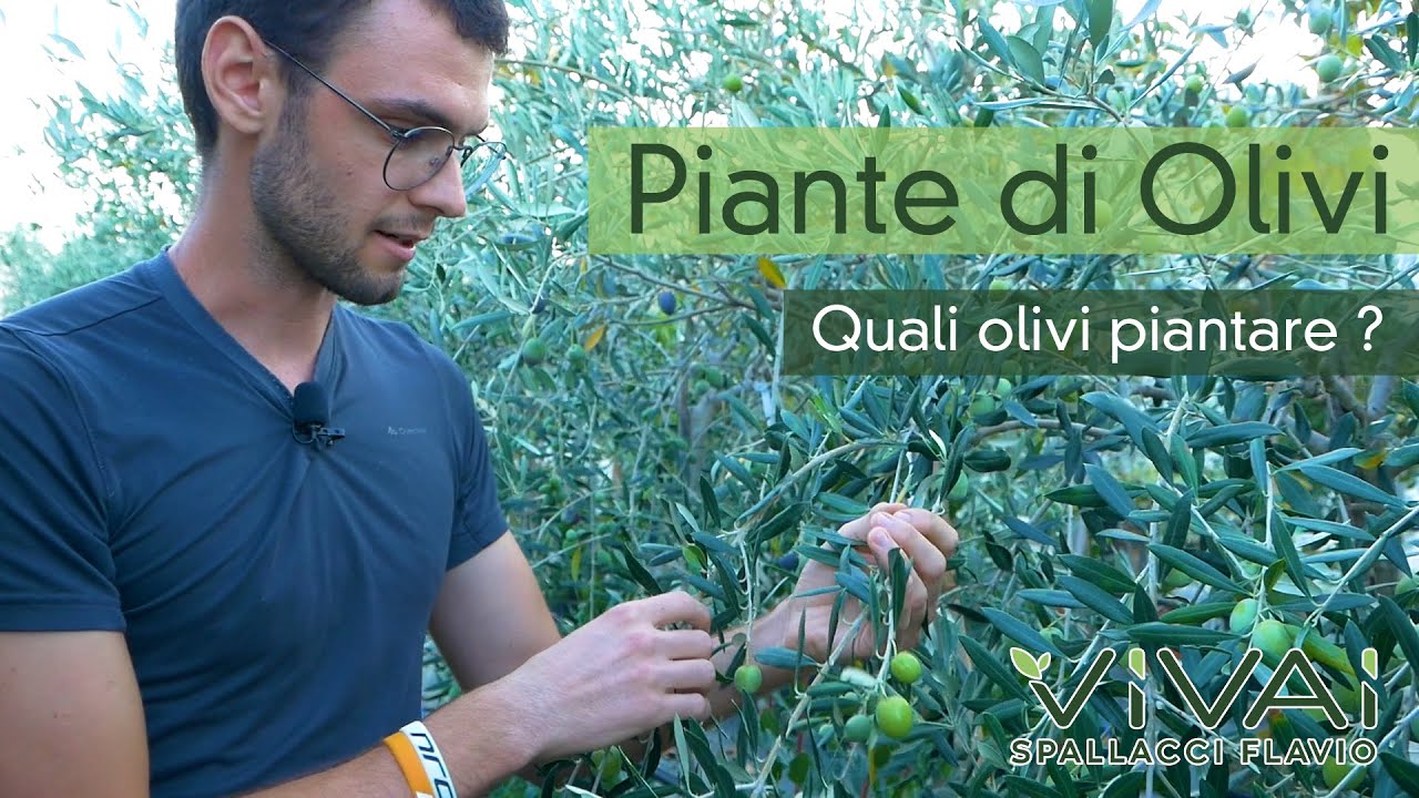 Quale varietà di olivo scegliere?