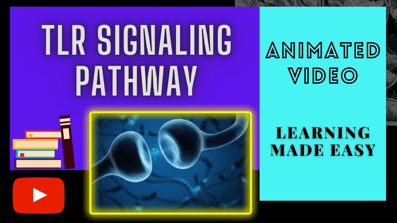 Toll Like Receptor signaling pathway #TLR Signaling pathway