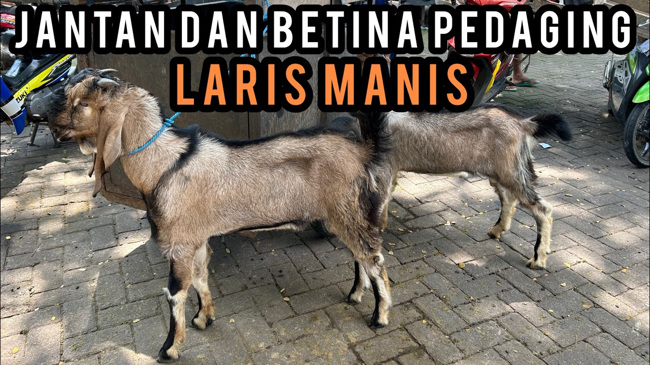 Update Harga Kambing hari ini di Pasar Hewan Wlingi-Blitar. Kamis, 19 Maret 2026.