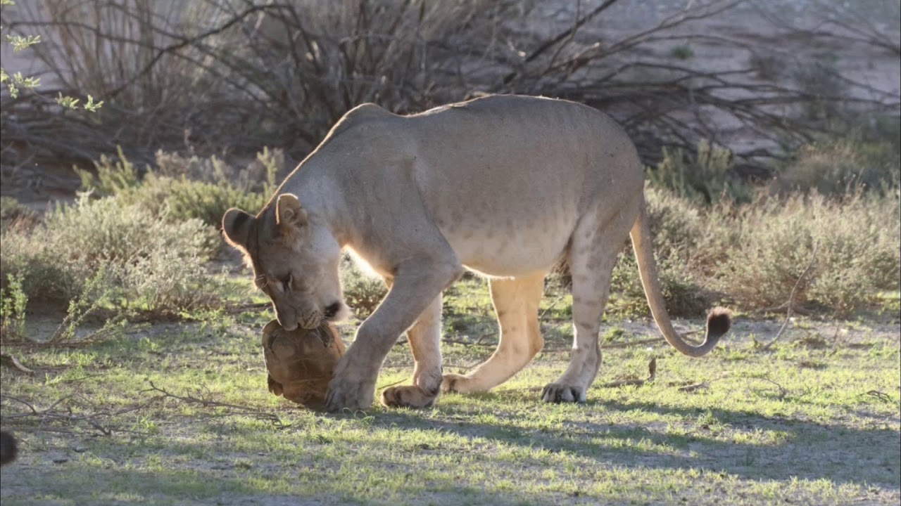 Lions try to eat tortoise