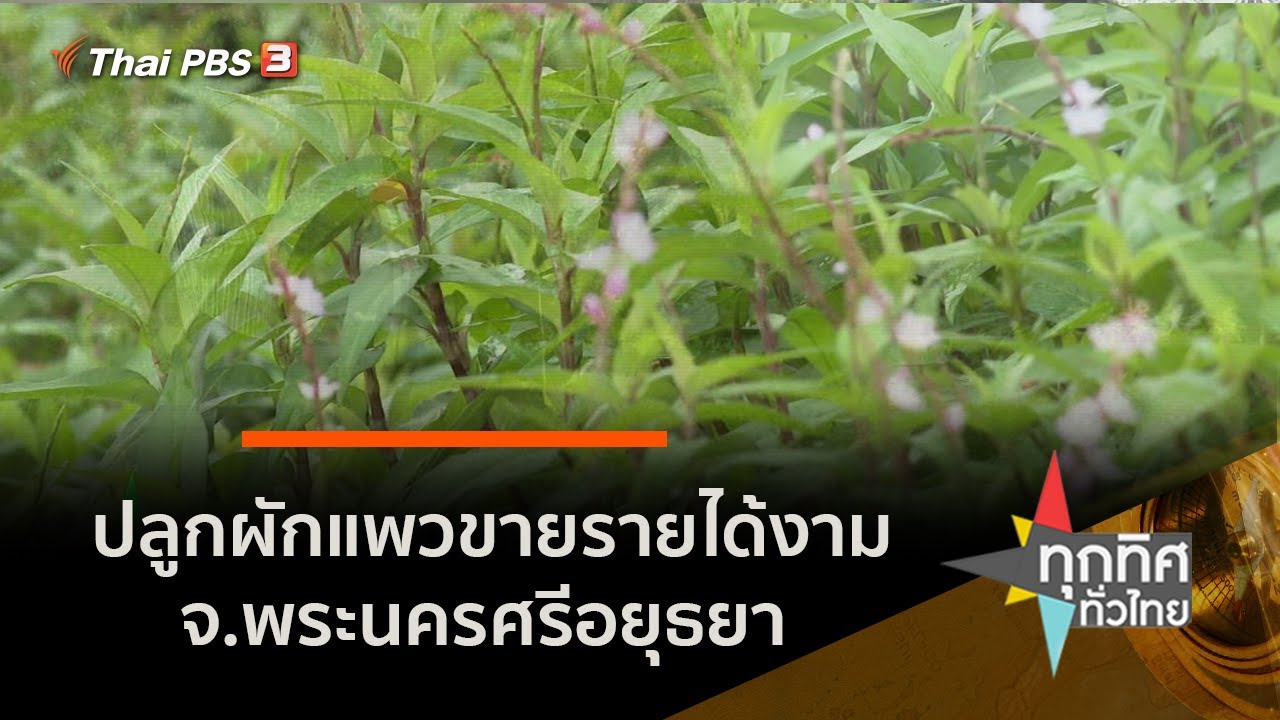 ปลูกผักแพวขายรายได้งาม จ.พระนครศรีอยุธยา : อาชีพทั่วไทย