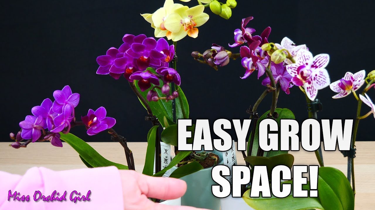 Creating a grow space for Mini Phalaenopsis Orchids in a dark room or office!