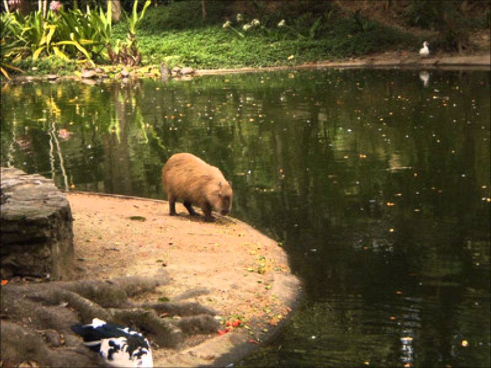 Zoológico de Caricuo: Recreación en el oeste de Caracas