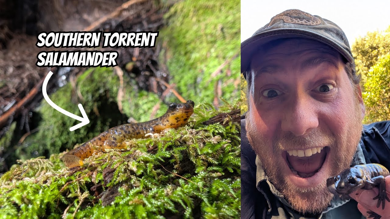 The Salamanders of Humboldt | Field Herping California