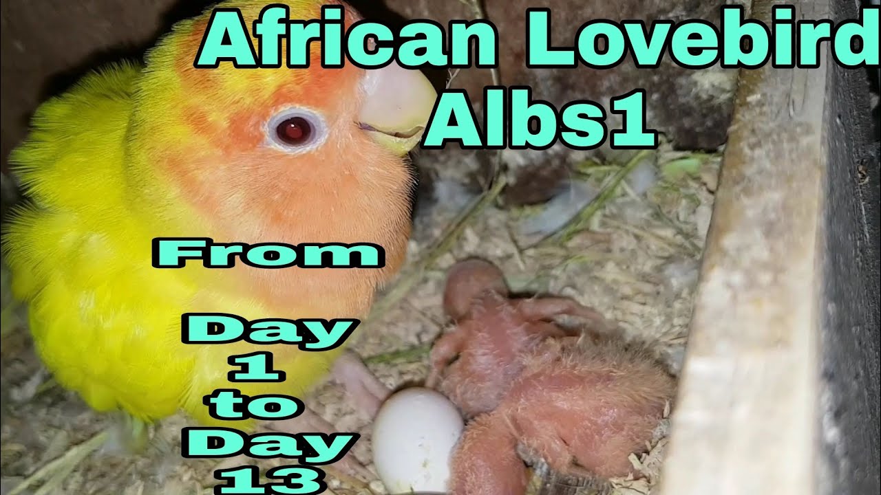 AFRICAN LOVEBIRDS ALBS1 FROM DAY 1 TO DAY 13