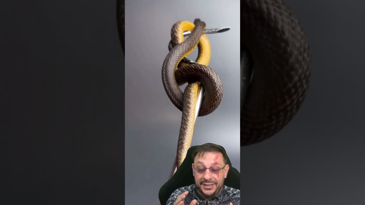 A cobra mais pe&ccedil;onhenta do mundo, Taipan do interior #biologohenrique #animais #bichoesperto