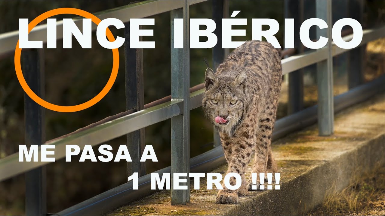 EL LINCE IBÉRICO PASA A UN METRO DE MIIIIIIII !!!!!!!!!!
