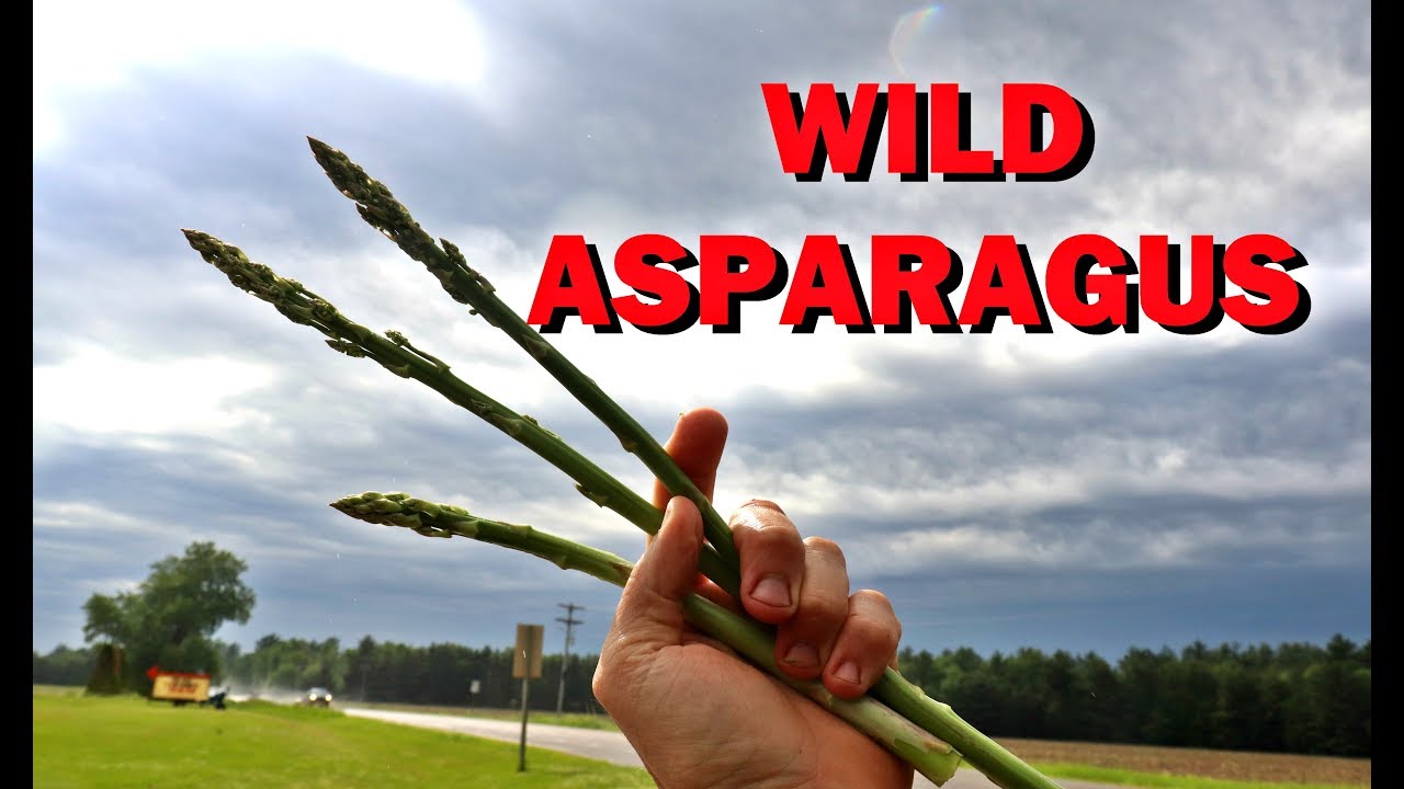WILD ASPARAGUS - CENTRAL WISCONSIN