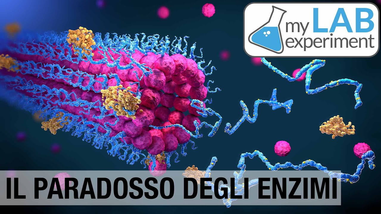 Il paradosso degli enzimi