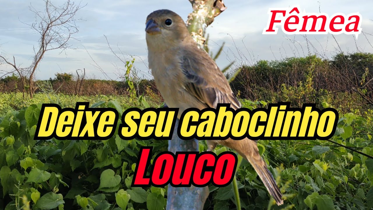 Fêmea de caboclinho chamando pra esquentar melhor piado