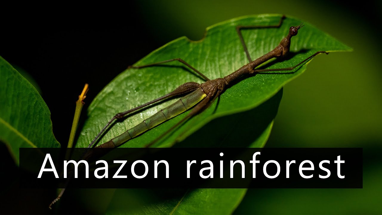 Dawn chorus in the Amazon rainforest