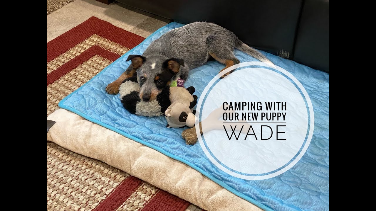 Alum Creek State Park - Meet our new puppy!  #ohiostateparks #ohiocampgrounds