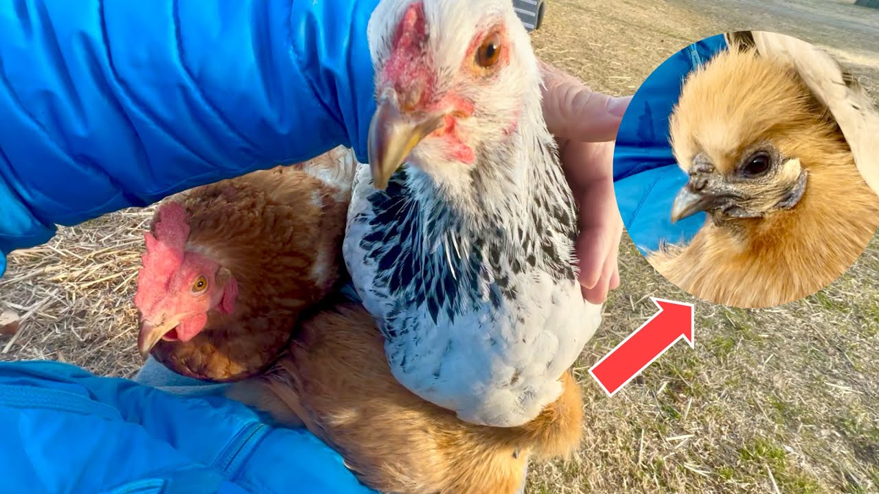 【大切な日】たくさんの鳥たちとピクニックしてきました