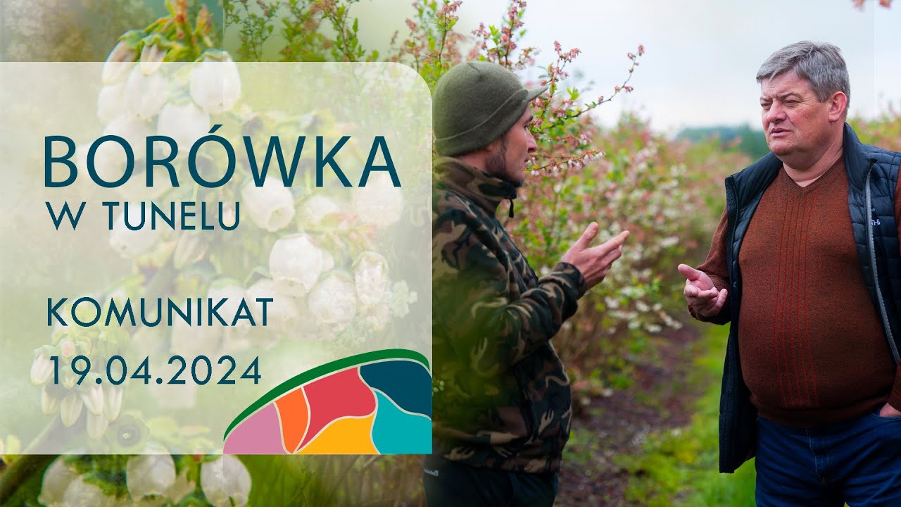 Borówka w tunelu - Zbigniew Marek, 19.04.2024