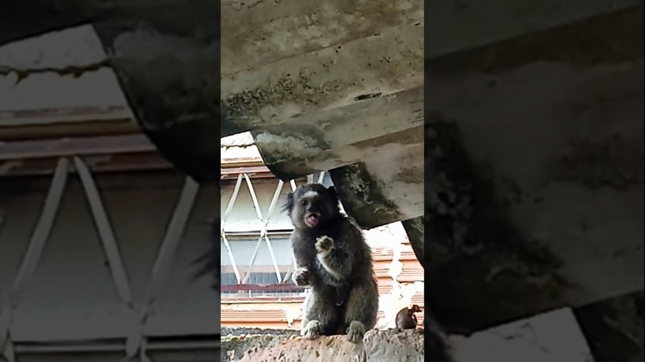 FAMÍLIA CAÇANDO ALIMENTO 