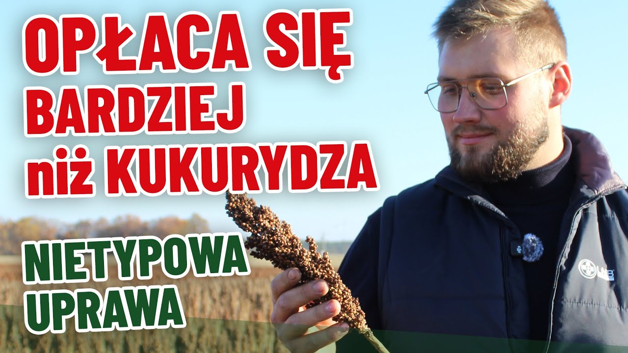 Opłaca się bardziej niż kukurydza. Młody rolnik z Wielkopolski postawił na nietypową roślinę