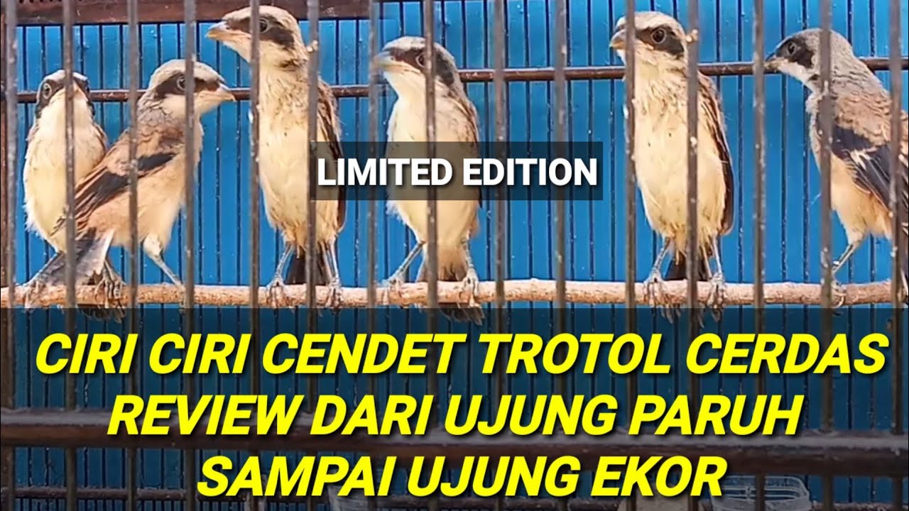 CONTOH TROTOL CENDET CERDAS||  CIRI CIRI MUDAH MASUK MATERI