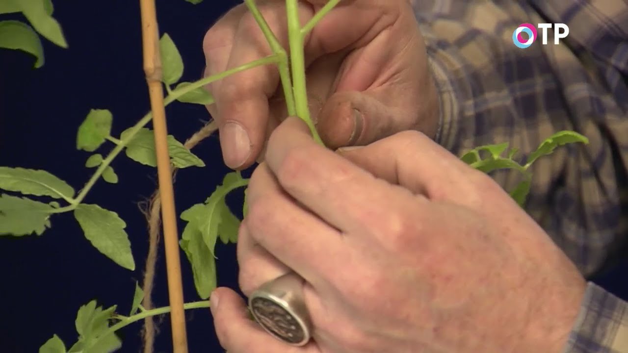 Прививка томатов на два корня сращиванием — аблактировка