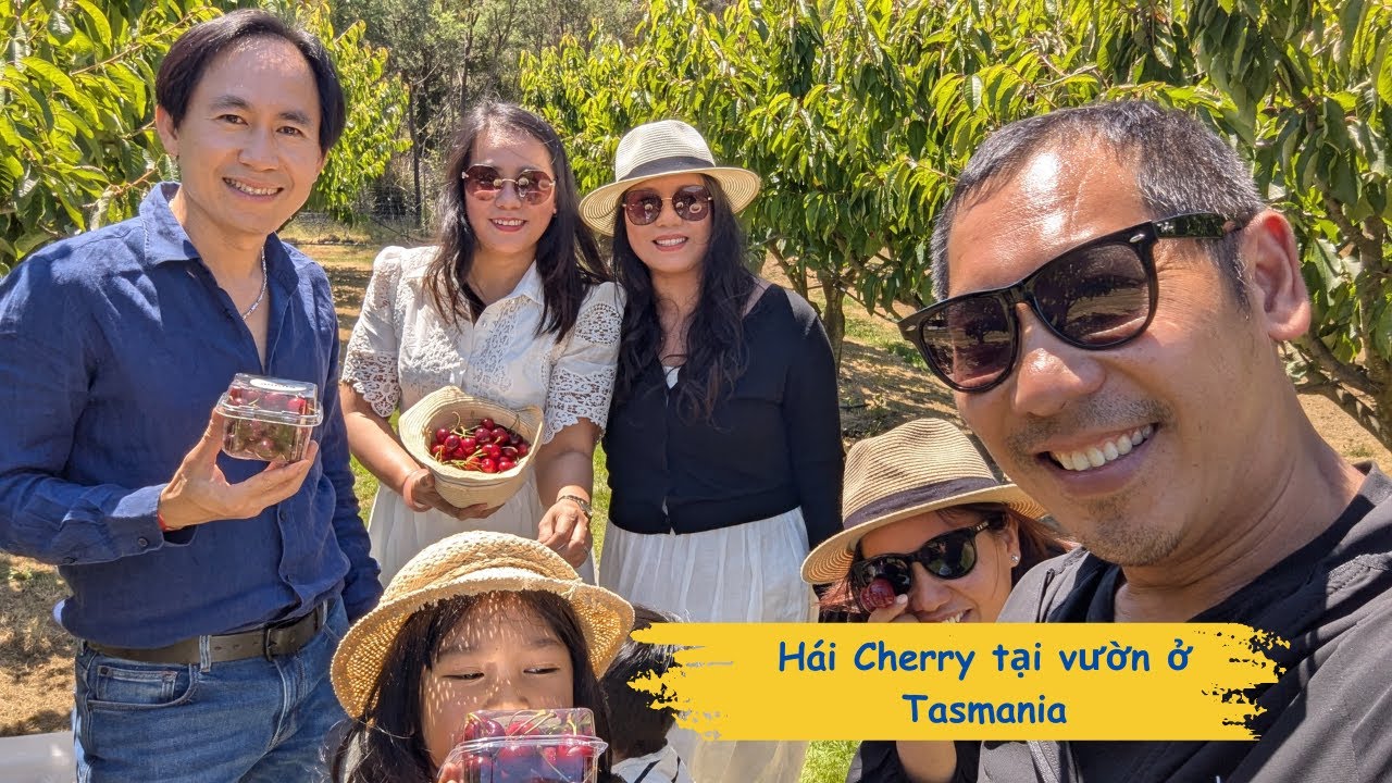 HÁI CHERRY TẠI VƯỜN Ở TASMANIA, GIÁ BAO NHIÊU?