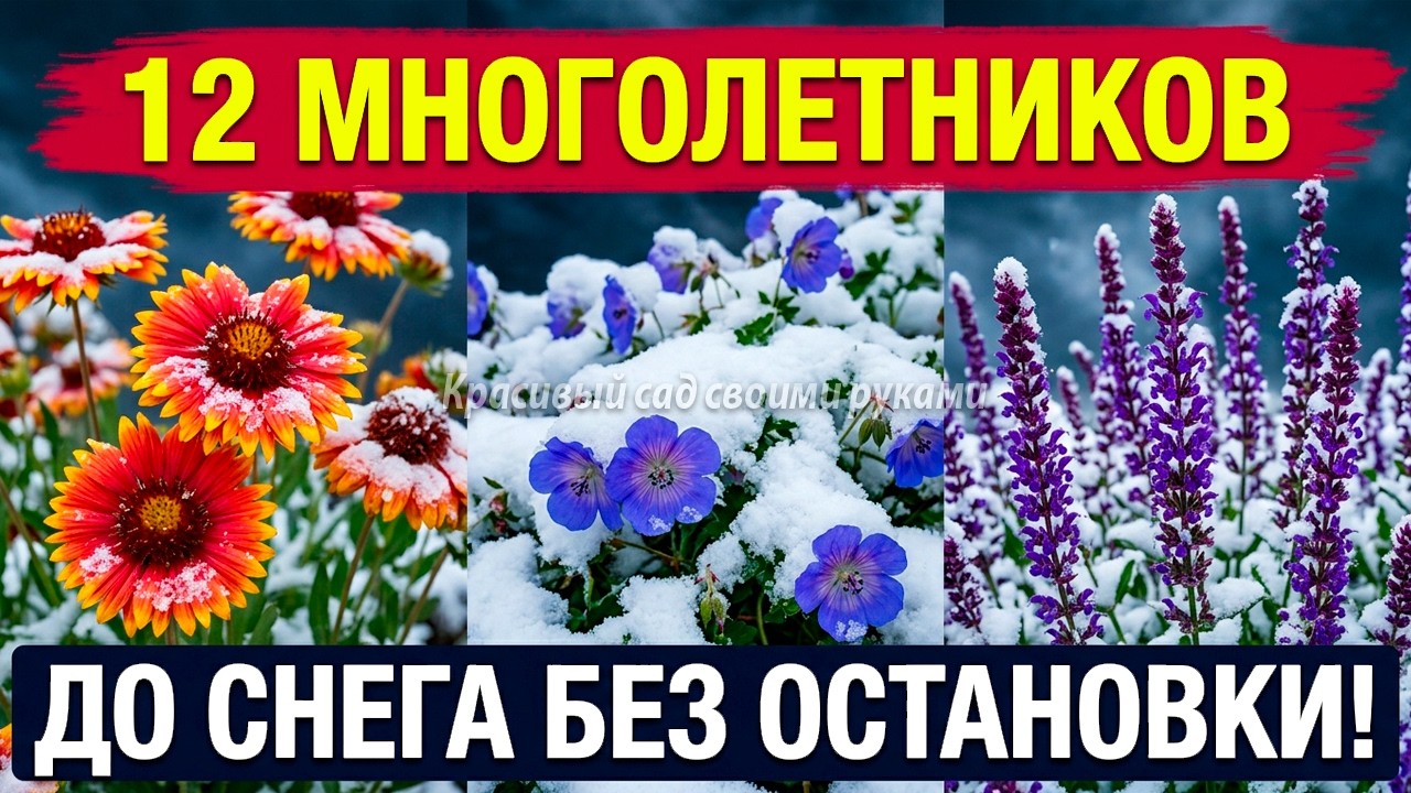 ЭТИ 12 МНОГОЛЕТНИКОВ ЦВЕТУТ ВСЁ ЛЕТО БЕЗ ОСТАНОВКИ!