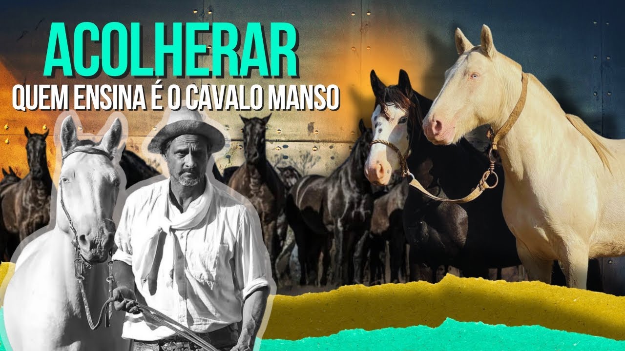 Acolherar: Juntar um cavalo manso e um potro xucro parte da doma tradicional que Chico Bastos ensina
