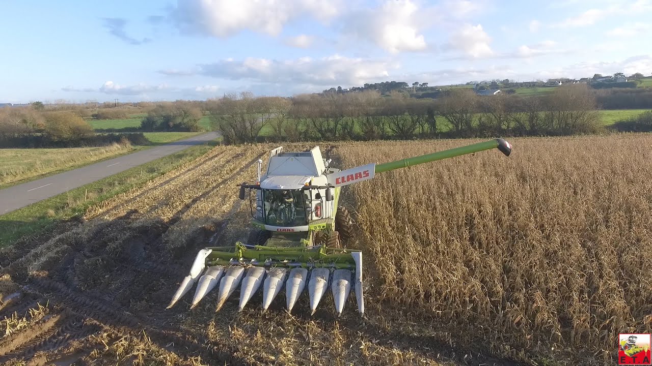 🌽 MAÏS GRAIN 2019 CONDITIONS DIFFICILES l CLAAS LEXION 750 A CHENILLES l ETA LEOST