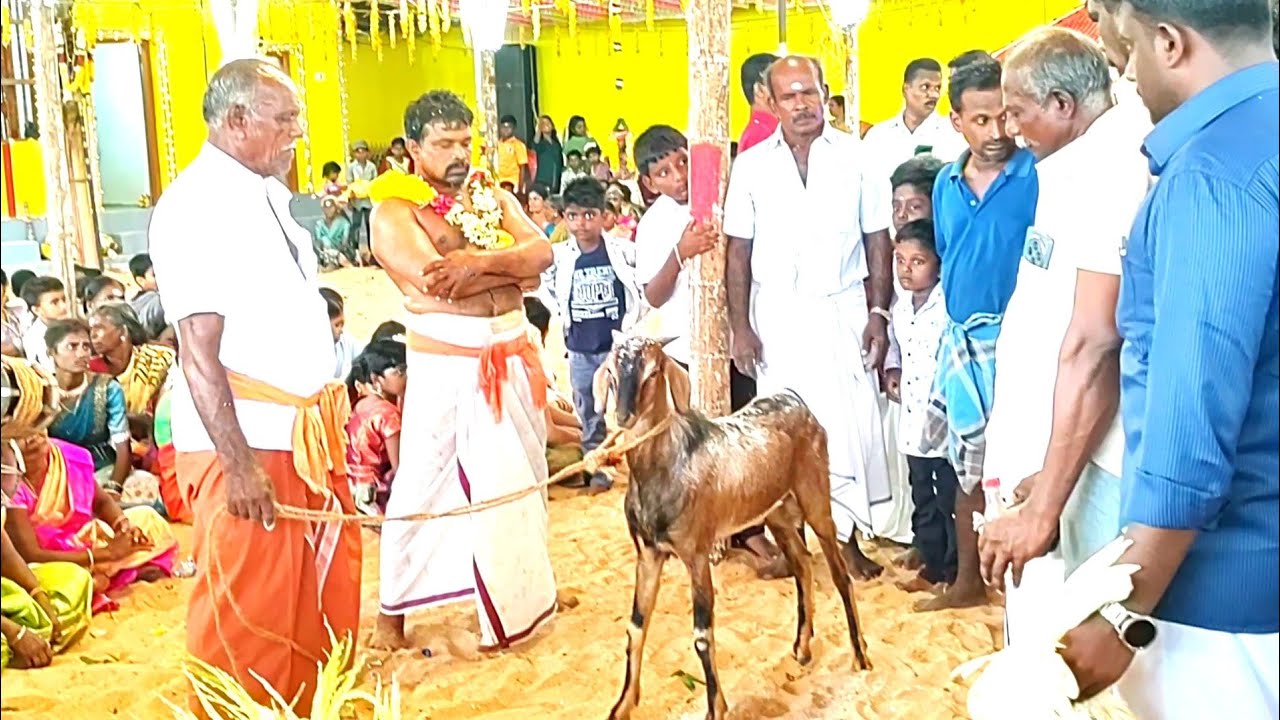 செட்டிகுளம் ஸ்ரீ சுடலை மாடசுவாமி கோவில் கொடைவிழா-2025 | காலசுவாமி பூஜை #nammakulasamy #viralvideo