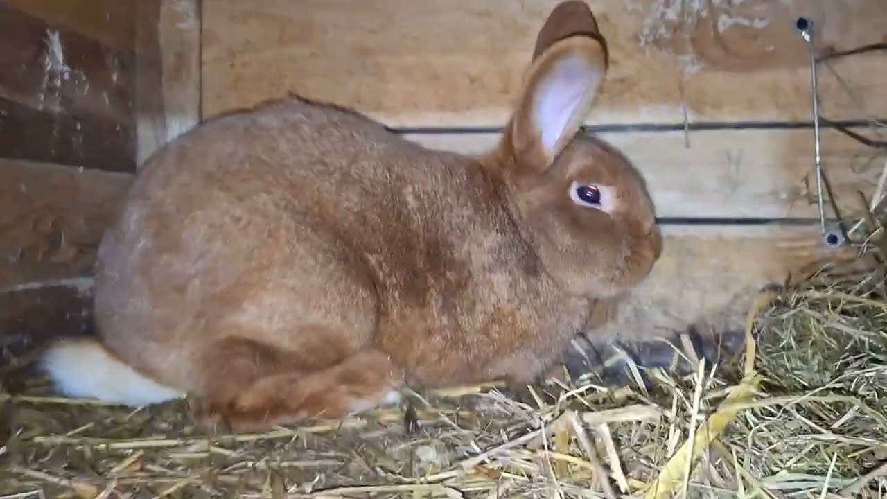Wymiana siatki w klatce cz.2. Krycie królicy NC. #rabbit #gospodarstwo #farming #animals