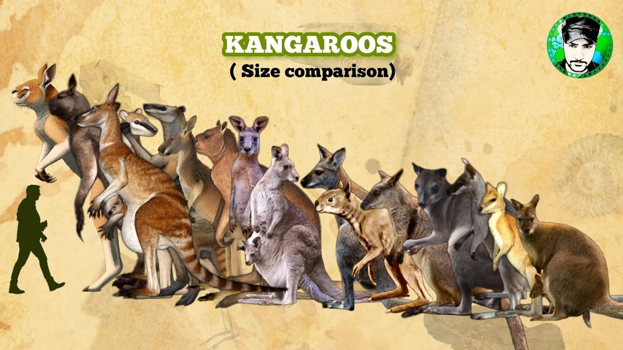 KANGAROOS - Size Comparison | All Species | Marsupials.