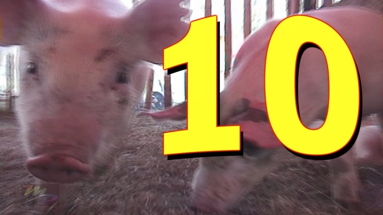 1 little 2 little 3 little Piggies Count to 10 Barnyard Counting sing-along song |  James Coffey