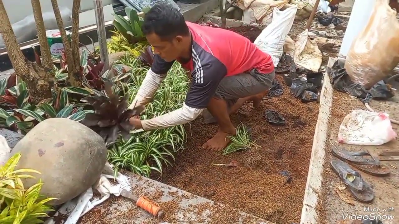 Membuat Taman Depan Rumah Minimalis Modern / Proses Pembuatan Taman Depan Rumah