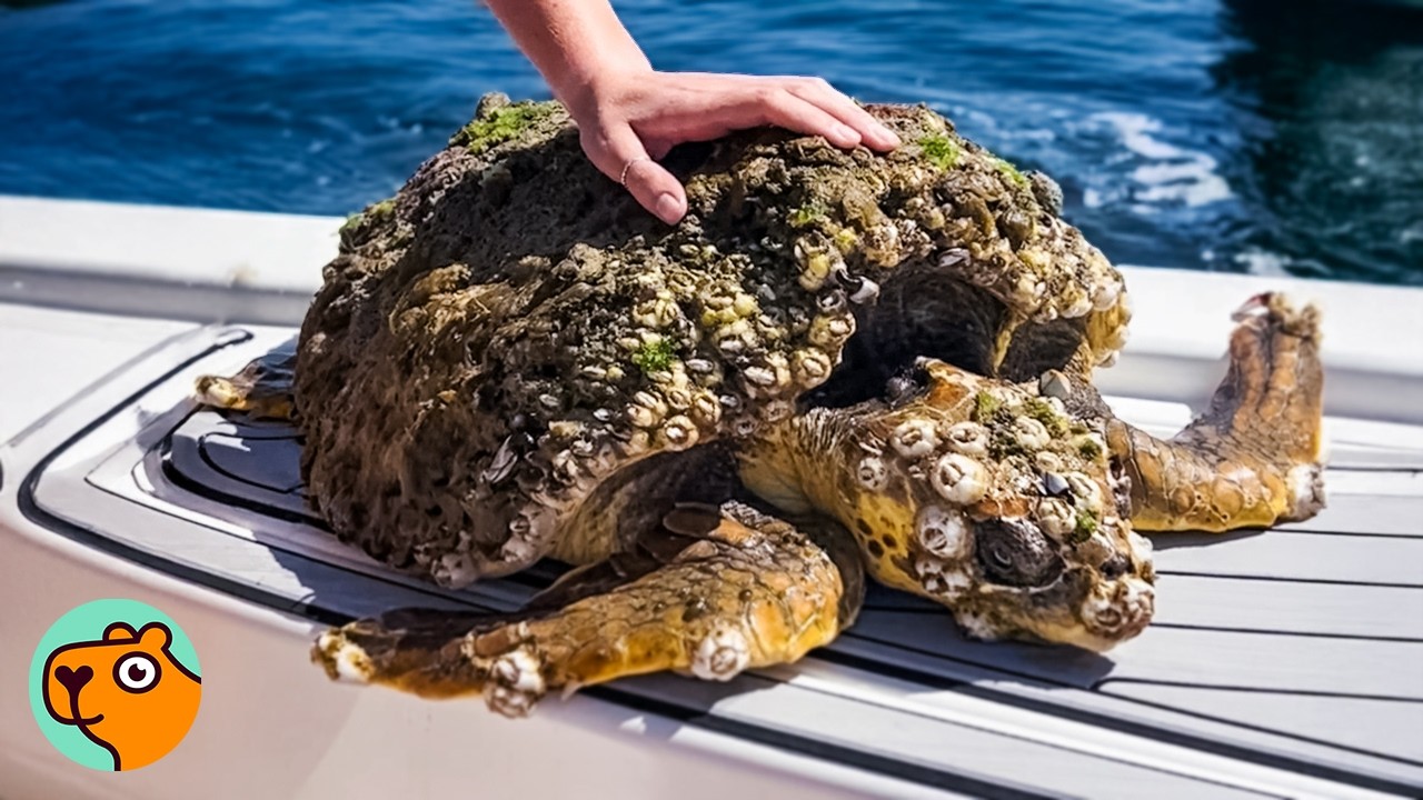 Turtle Covered in Barnacles Can Finally Swim to Her Home | 5 Best Stories