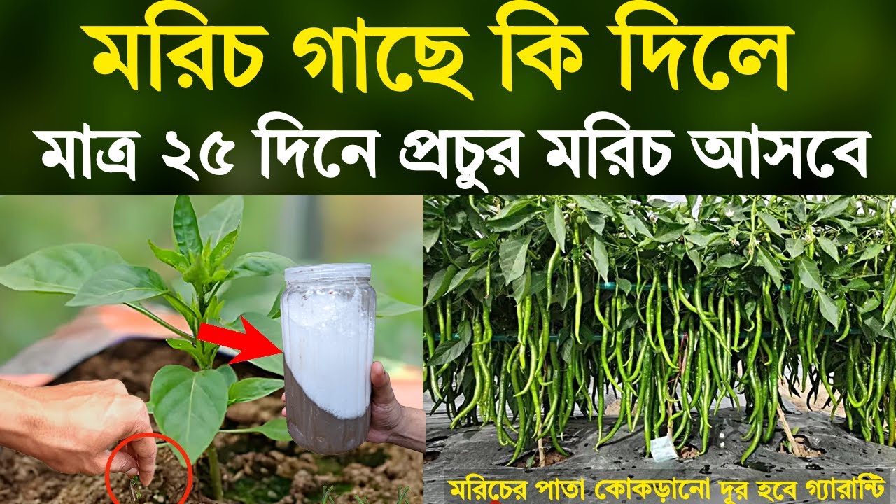 মরিচ গাছে কি দিলে - মাত্র ২৫ দিনে প্রচুর মরিচ আসবে - পাতা কোকড়ানো দূর হবে গ্যারান্টি - মরিচ চাষ