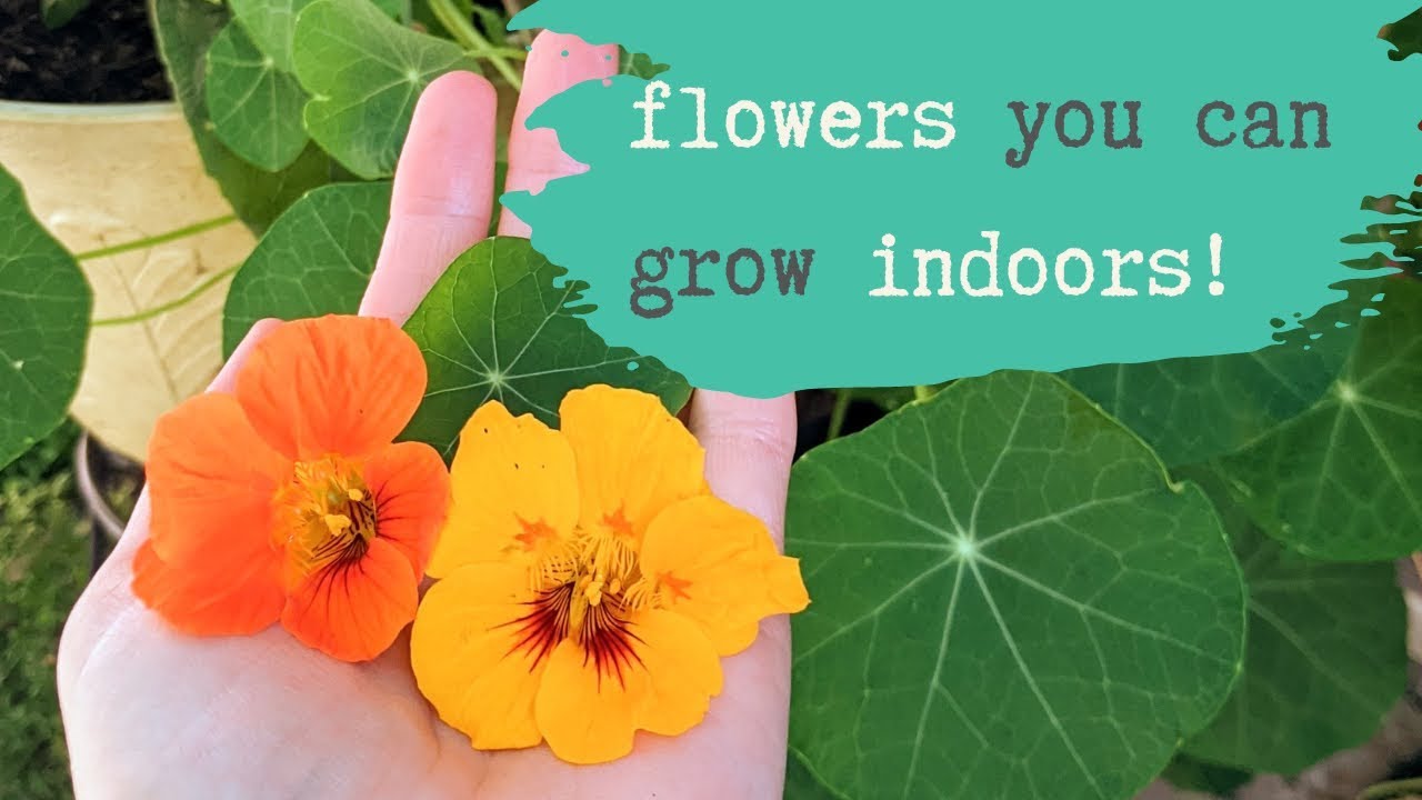 10 Flowers you can grow indoors or in a shady garden! (With a bonus flower!) | Top 10 Plant Videos