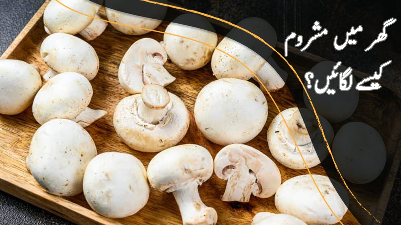Mushroom Farming - گھرمیں کھمبی کی کاشت - Complete Training to Grow Mushrooms at Home