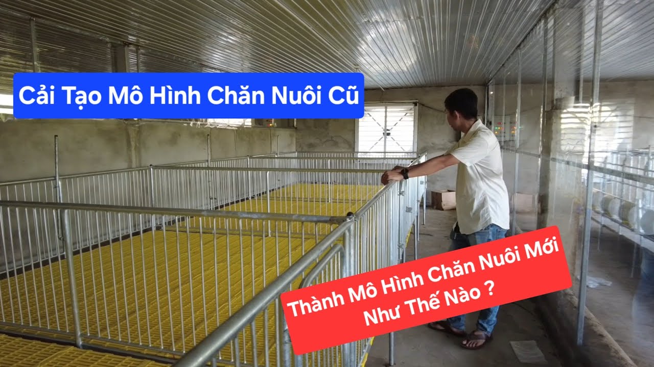 Cải Tạo Mô Hình Chăn Nuôi Cũ Thành Mô Hình Chăn Nuôi Mới | Khởi Nghiệp TV