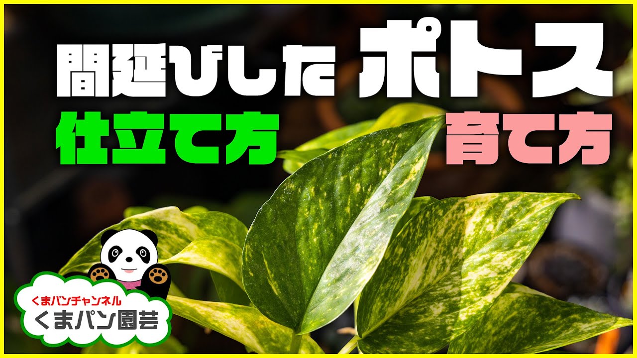 間延びしたポトスの仕立て方・育て方【くまパン園芸】