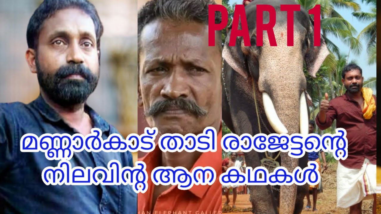 മണ്ണാർക്കാട് താടി രാജേട്ടനും കാവടി നാരായണൻ ആശാനും നിലവിന്റെ ആന കഥകൾ ഇവിടെ തുടങ്ങുന്നു 🔥#elephant