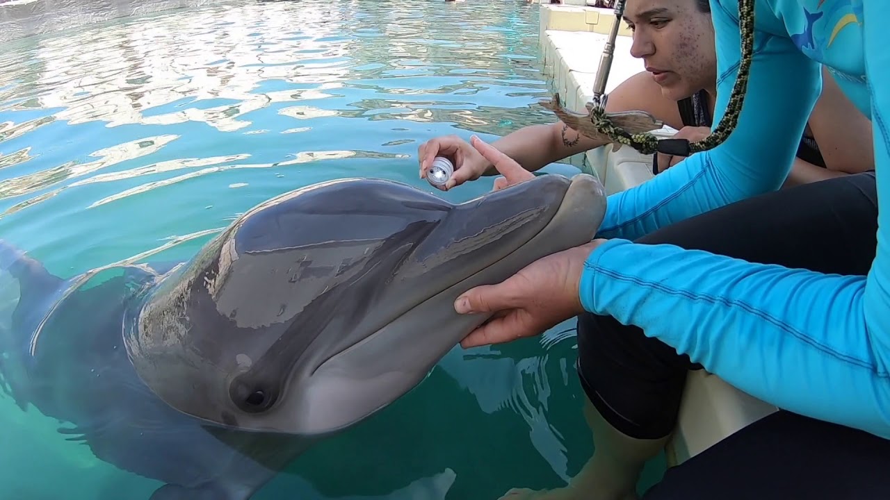 Исследование зрения дельфинов с доктором Джейсоном Бруком – Dolphin Quest Bermuda